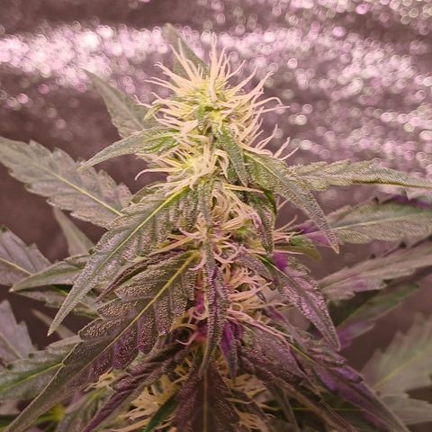 MATILDA growlog timeline photo