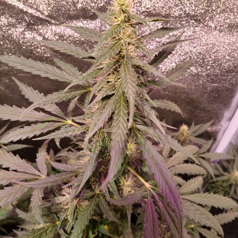 MATILDA growlog timeline photo