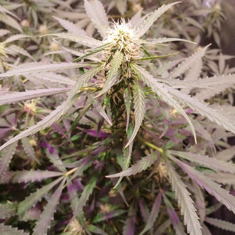 MARIA growlog timeline photo