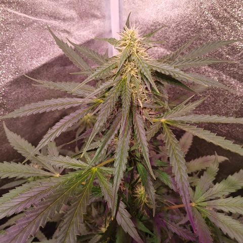 MARISOL growlog timeline photo