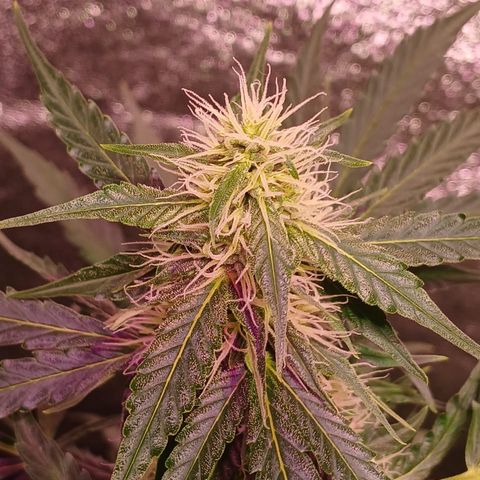 MARISOL growlog timeline photo