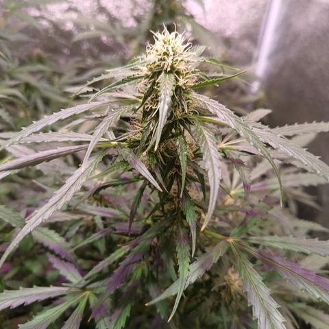 MARIA growlog timeline photo