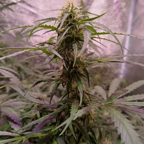 MARIA growlog timeline photo