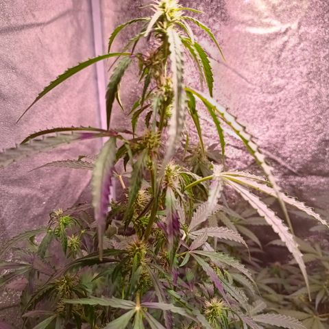 MANUELITA growlog timeline photo