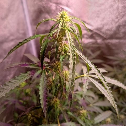MANUELITA growlog timeline photo