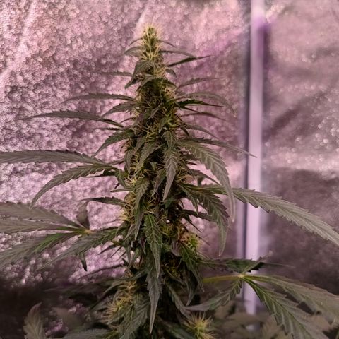 MATILDA growlog timeline photo