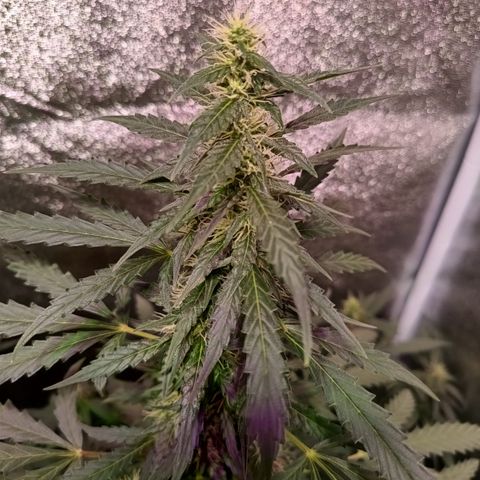 MATILDA growlog timeline photo