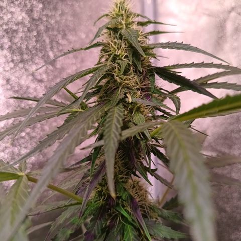 MARISOL growlog timeline photo