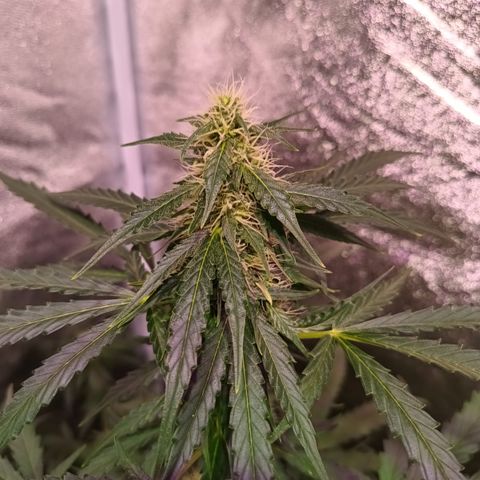MARISOL growlog timeline photo