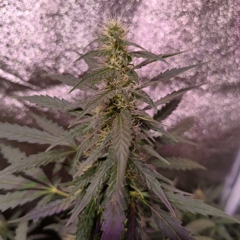MATILDA growlog timeline photo