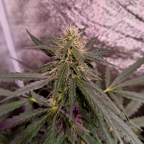 MARISOL growlog timeline photo