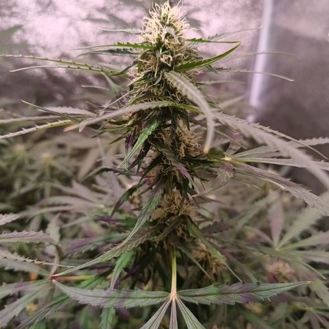 MARIA growlog timeline photo