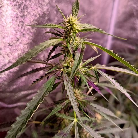 MANUELITA growlog timeline photo