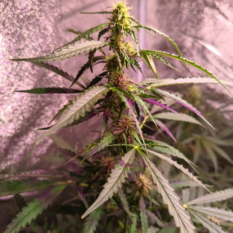 MANUELITA growlog timeline photo