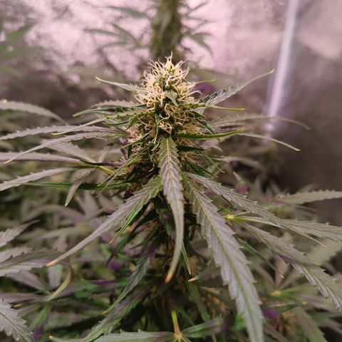 MARIA growlog timeline photo