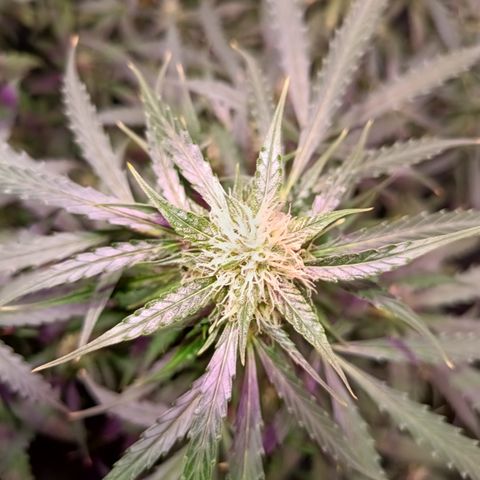 MARIA growlog timeline photo