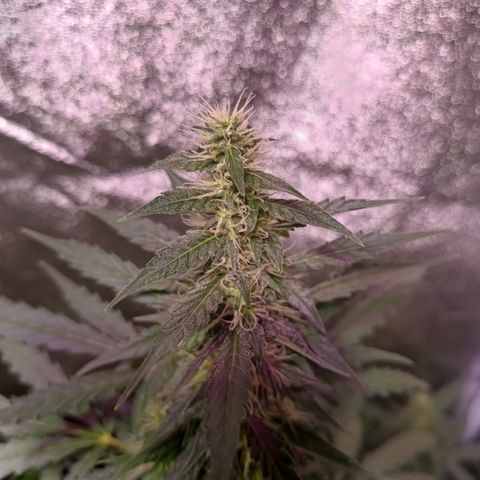MATILDA growlog timeline photo
