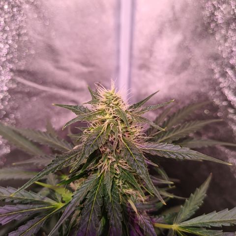 MARISOL growlog timeline photo