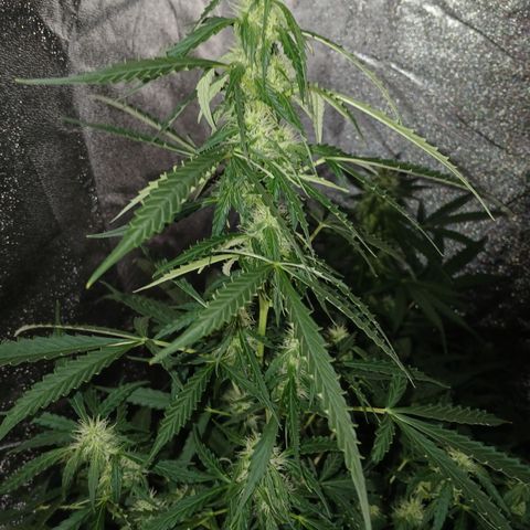 MANUELITA growlog timeline photo