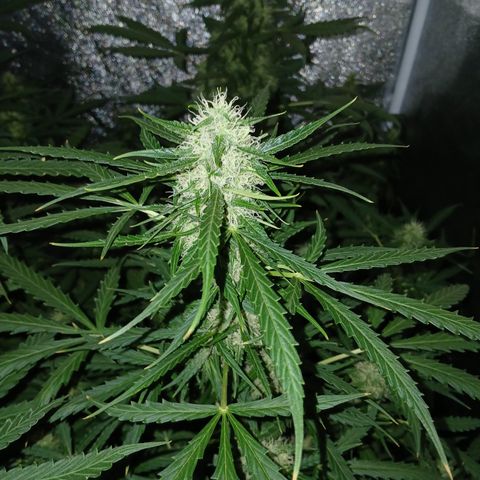 MARIA growlog timeline photo
