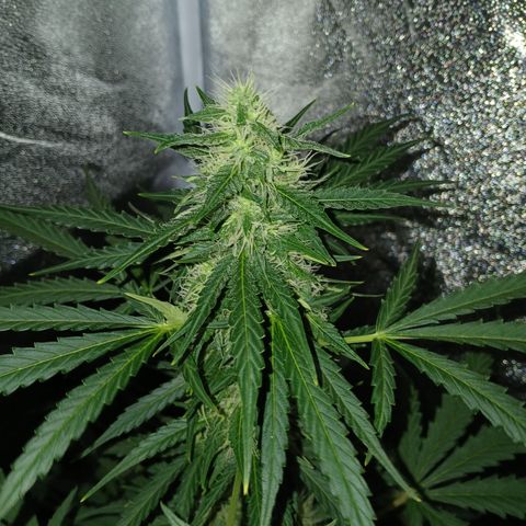 MARISOL growlog timeline photo