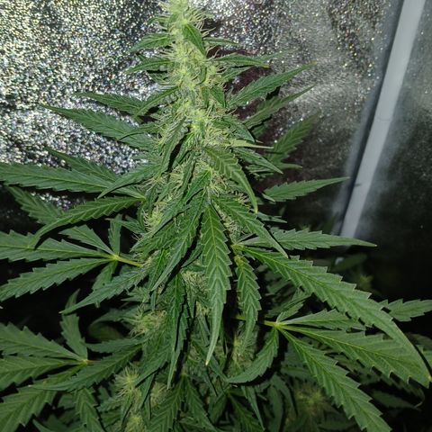 MATILDA growlog timeline photo