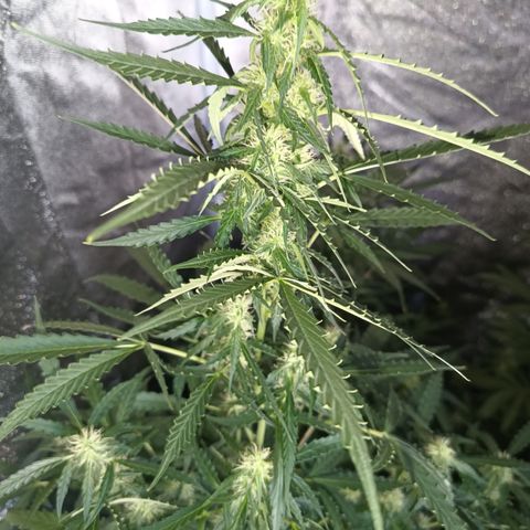 MANUELITA growlog timeline photo