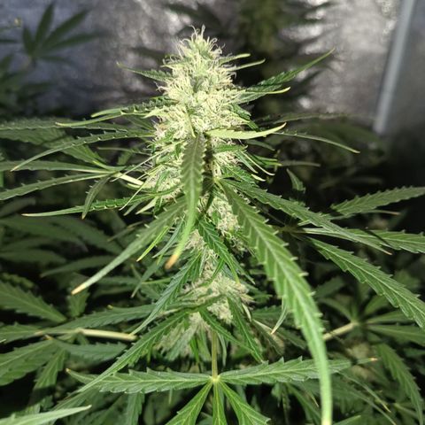MARIA growlog timeline photo