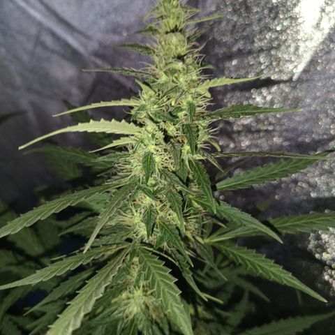 MATILDA growlog timeline photo