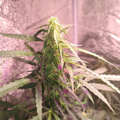 MANUELITA growlog timeline photo
