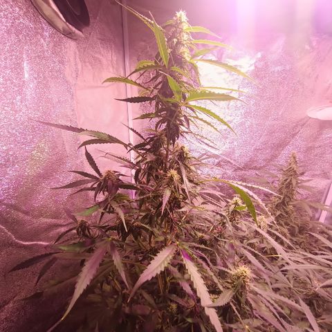 MANUELITA growlog timeline photo