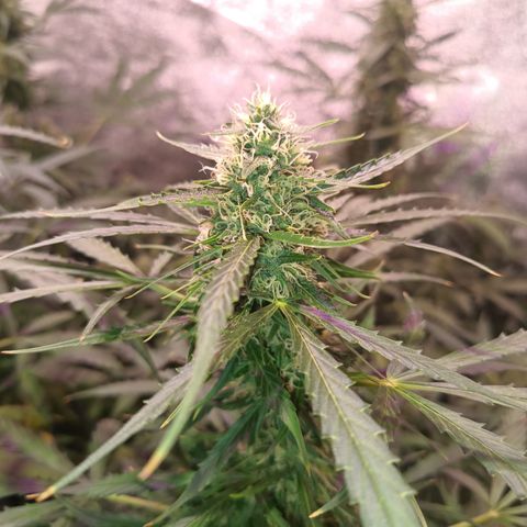 MARIA growlog timeline photo