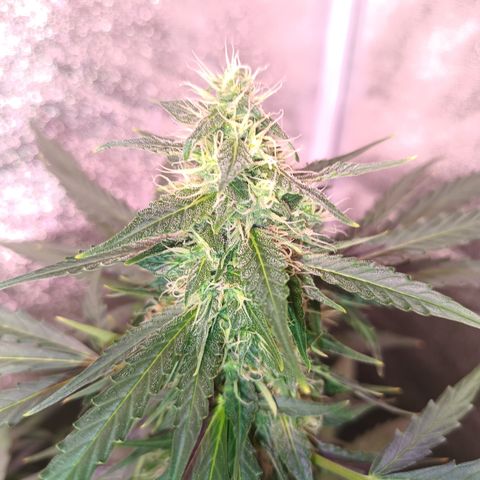 MARISOL growlog timeline photo