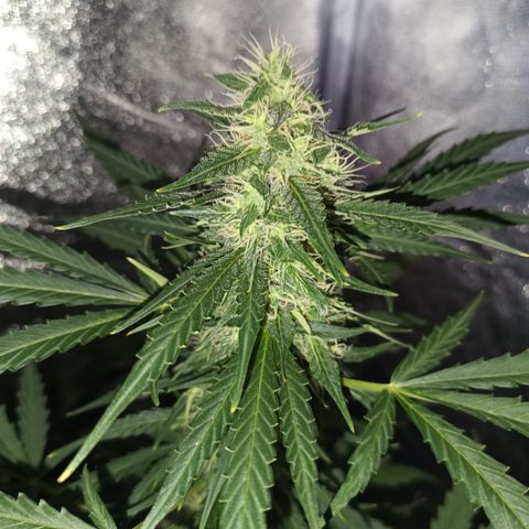 MARISOL growlog timeline photo