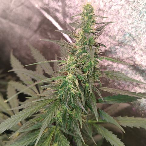 MATILDA growlog timeline photo