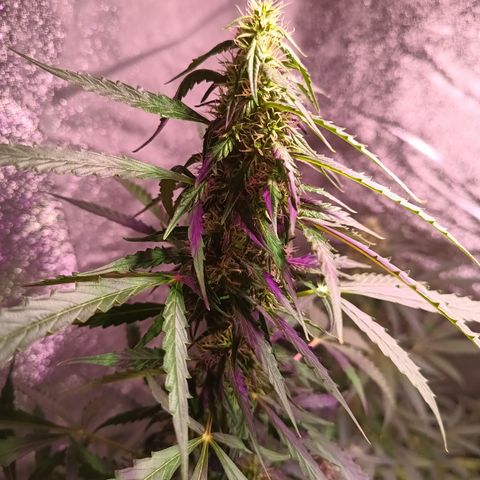 MANUELITA growlog timeline photo
