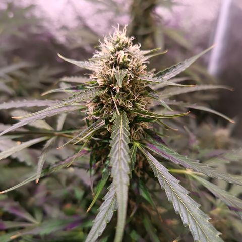 MARIA growlog timeline photo