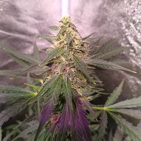 MARISOL growlog timeline photo
