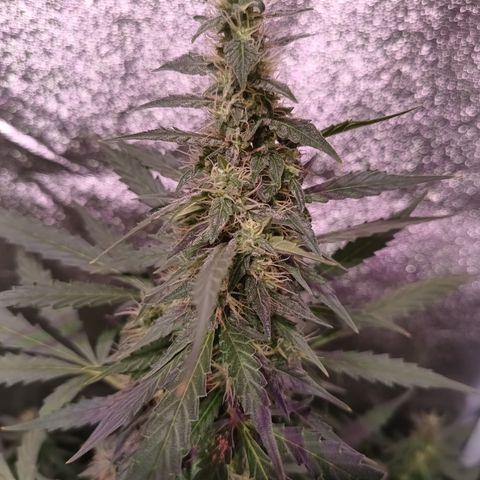 MATILDA growlog timeline photo