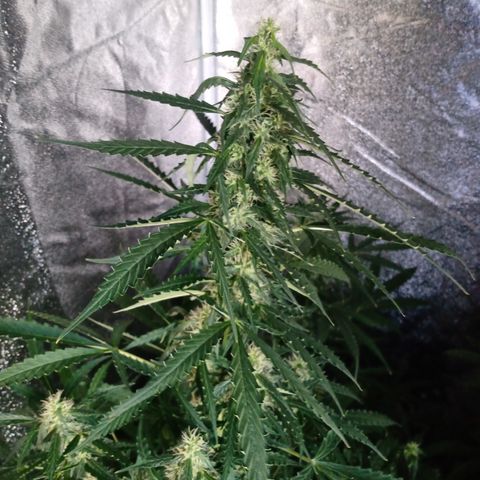 MANUELITA growlog timeline photo