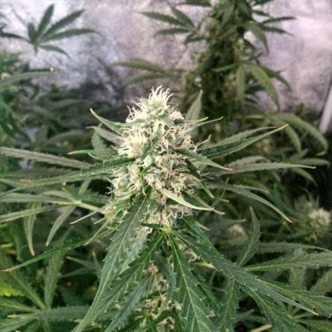 MARIA growlog timeline photo