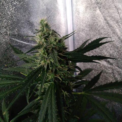 MARISOL growlog timeline photo