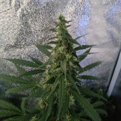 MATILDA growlog timeline photo
