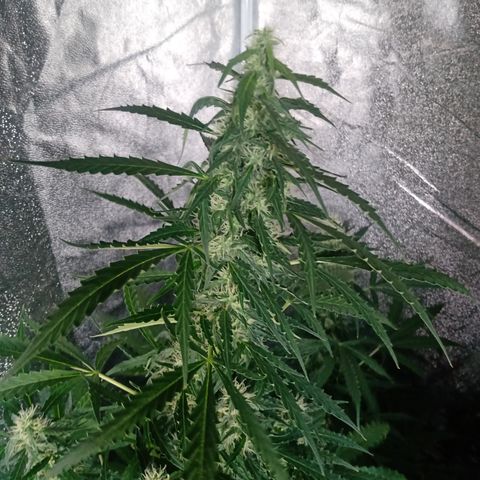 MANUELITA growlog timeline photo