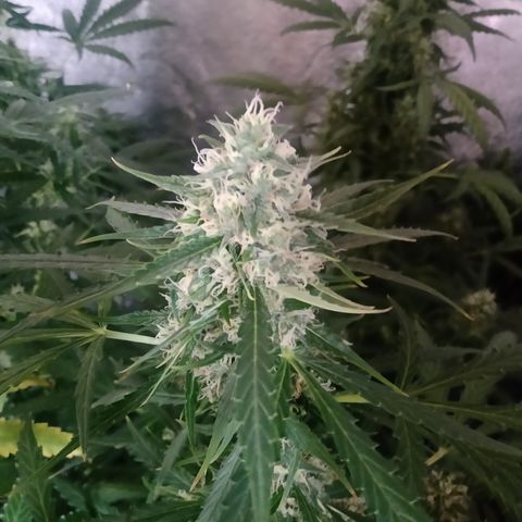 MARIA growlog timeline photo