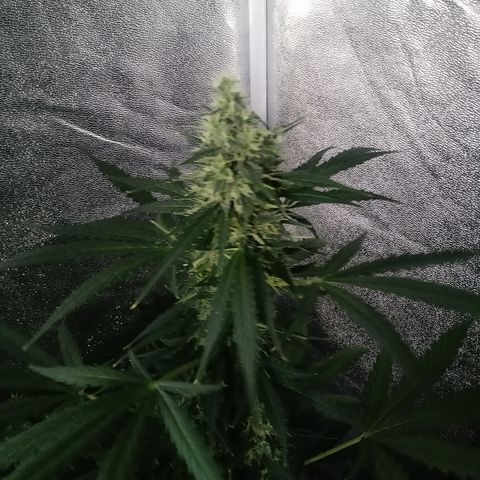 MARISOL growlog timeline photo