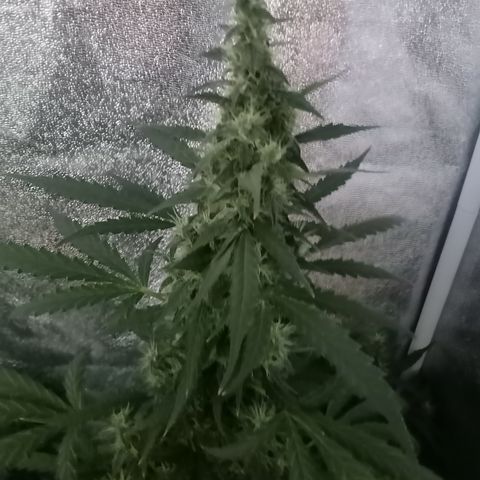 MATILDA growlog timeline photo