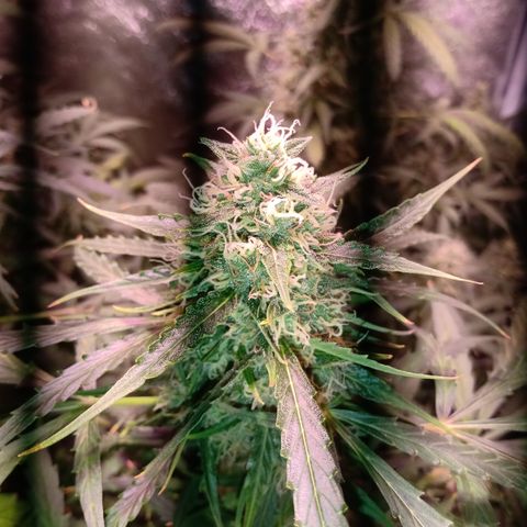 MARIA growlog timeline photo