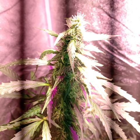 MANUELITA growlog timeline photo