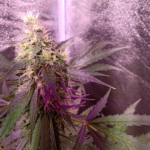 MARISOL growlog timeline photo